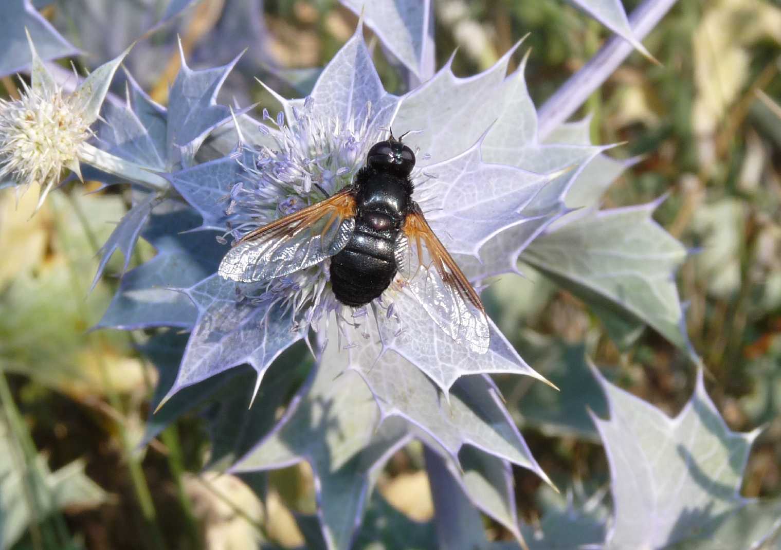 Bombilide nero: Exoprosopa rutilla